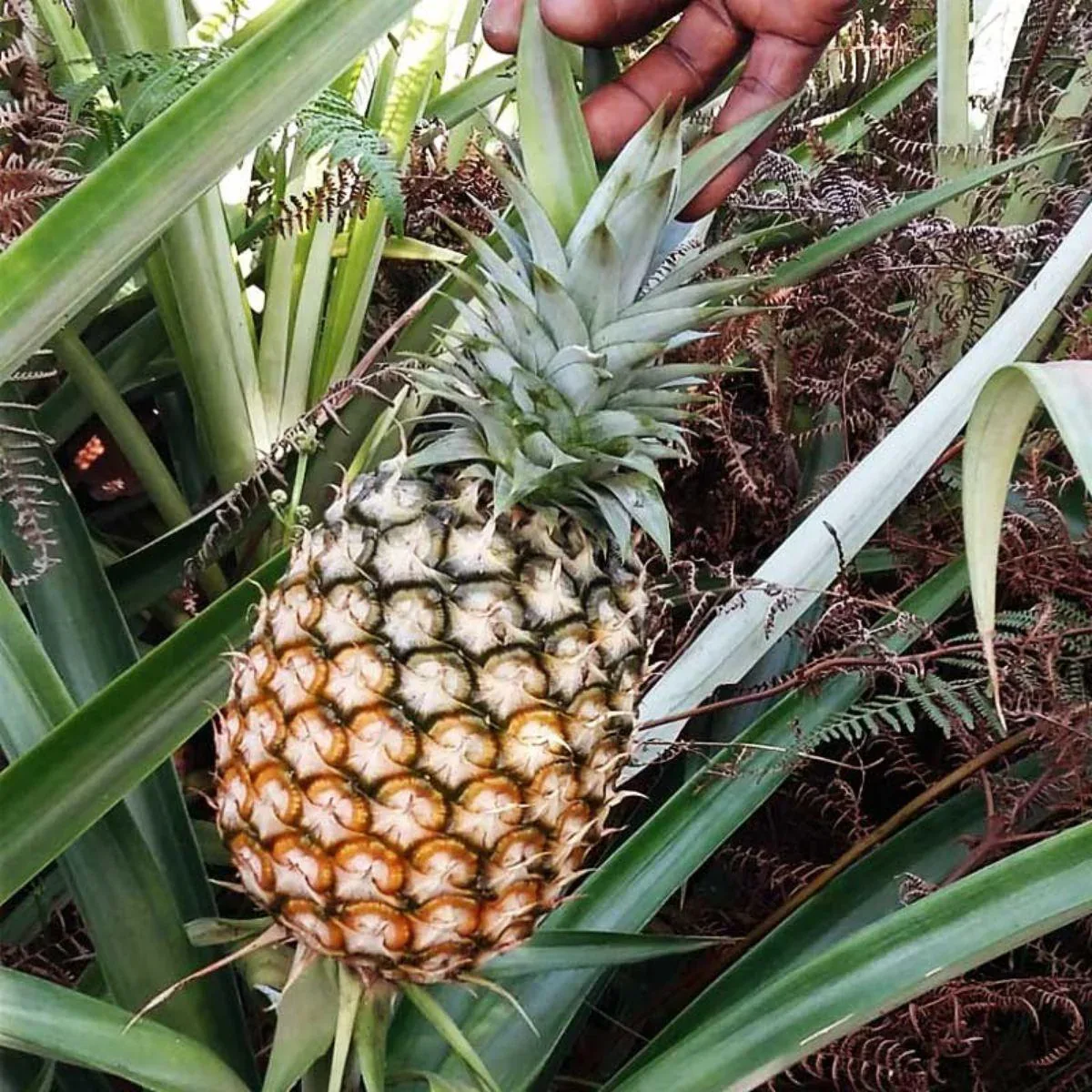 Ananas Cayenne - Image 3