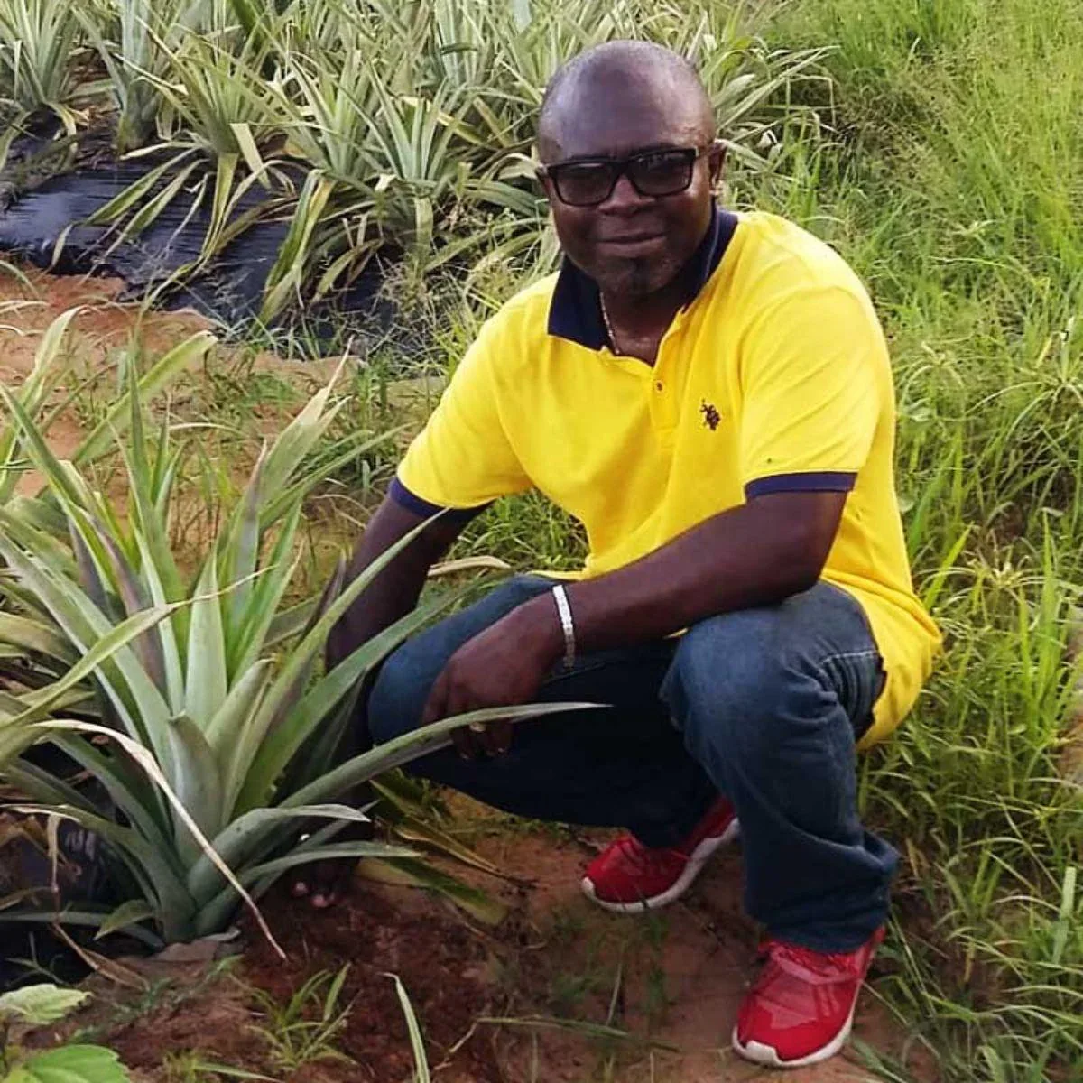 Ananas Cayenne - Image 4