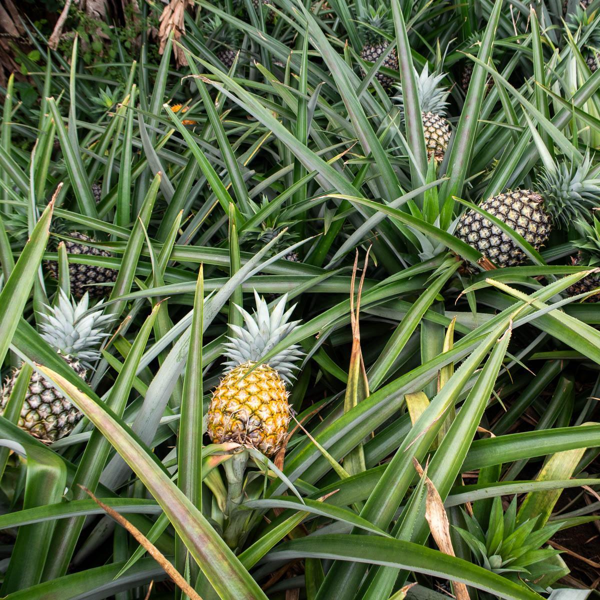 Ananas Cayenne - Image 6