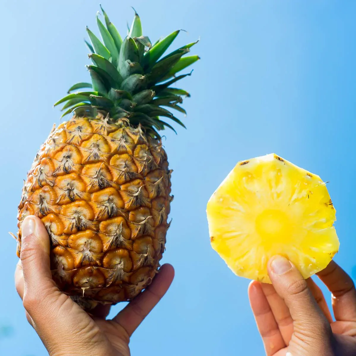 Ananas Cayenne - Image 7