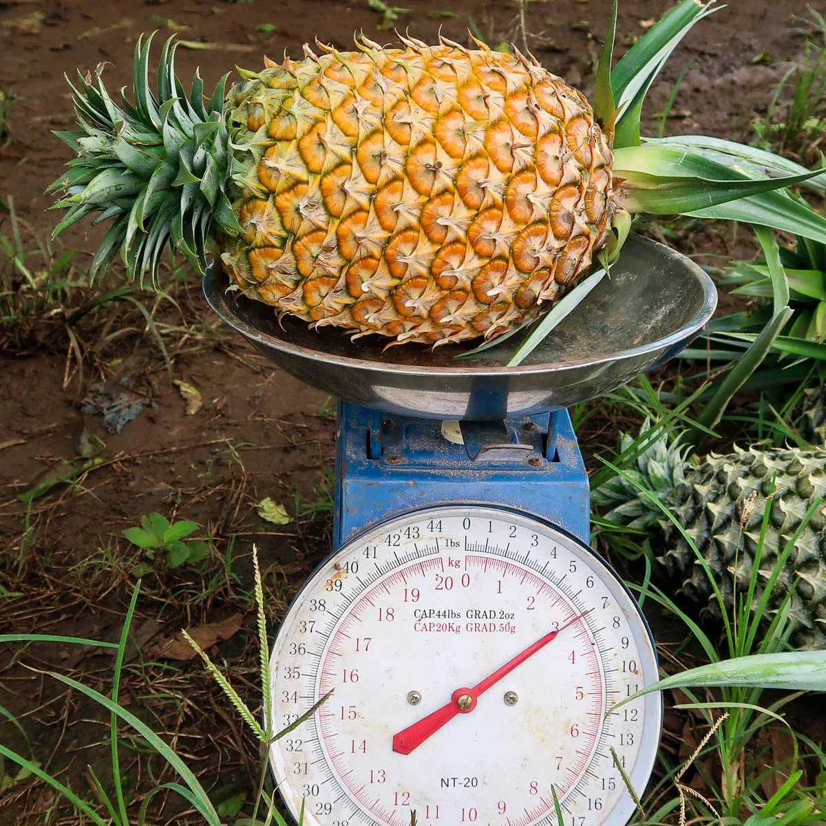 Ananas getrocknet - Image 10