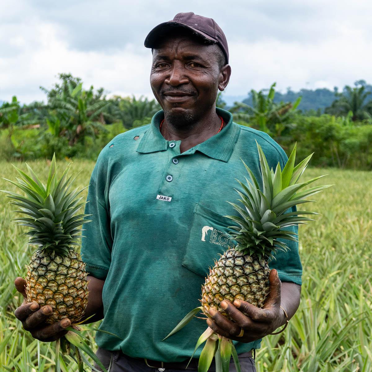 Ananas getrocknet - Image 3