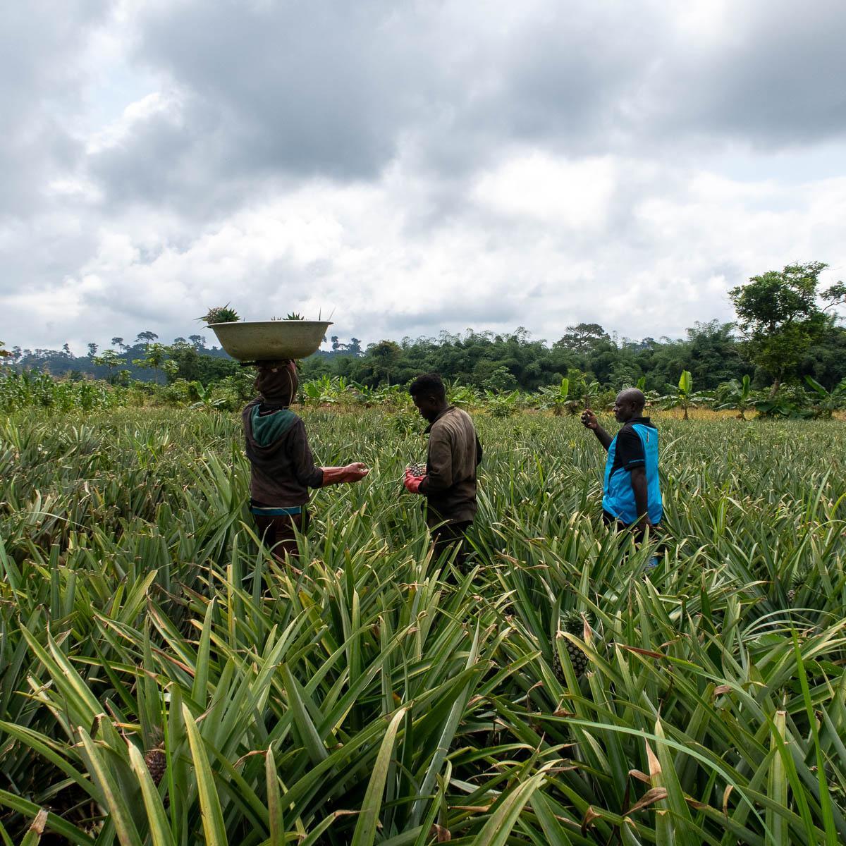 Ananas getrocknet - Image 4