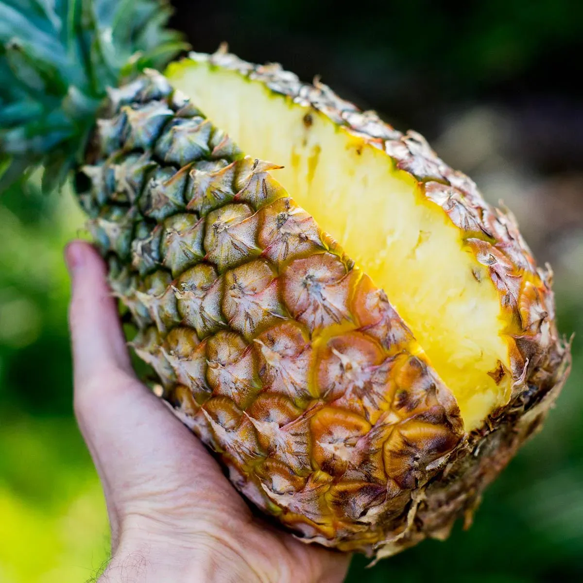 Ananas getrocknet - Image 8