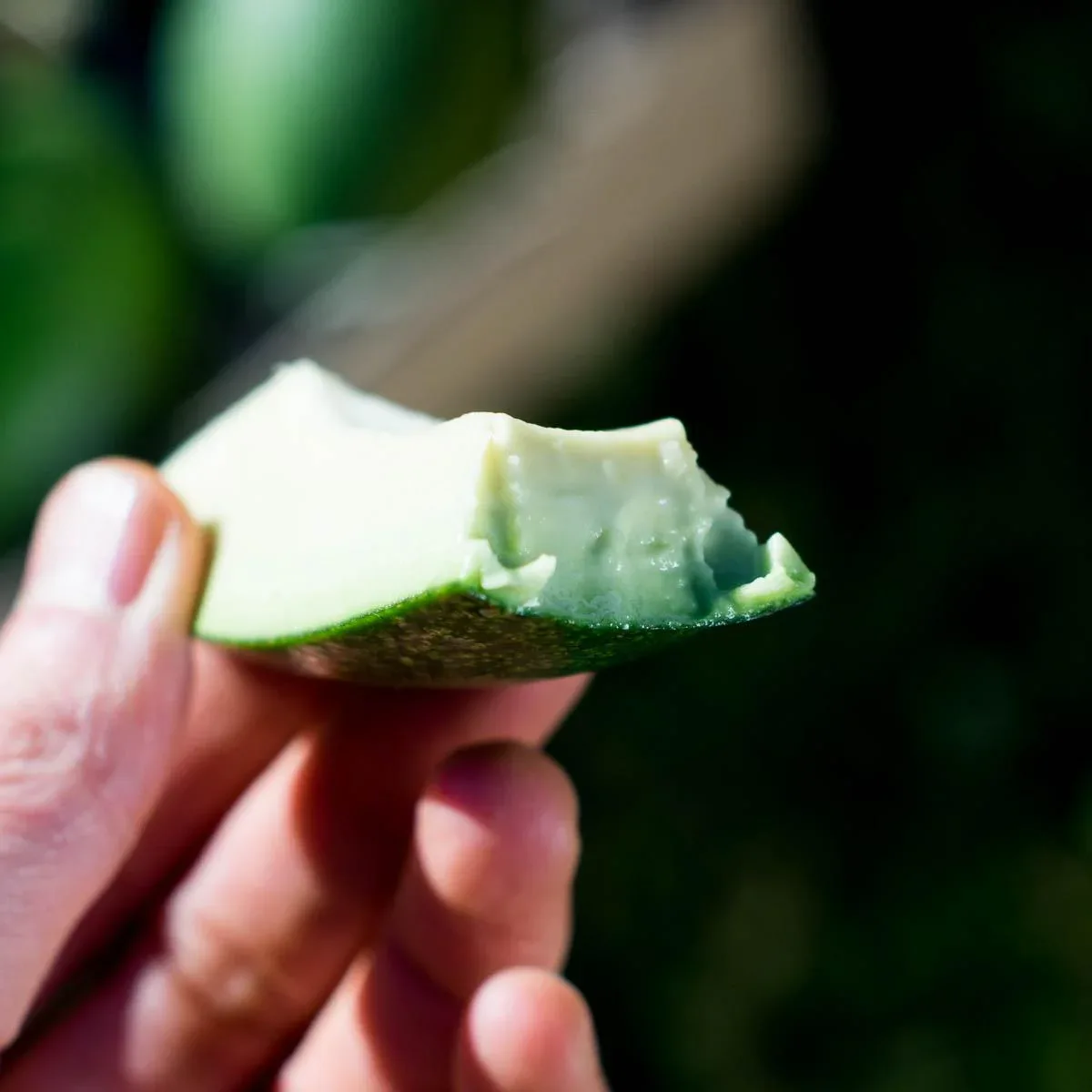 Avocado Bacon - Image 3