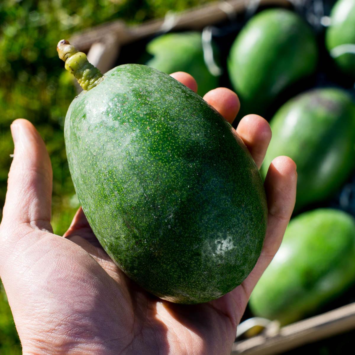 Avocado Bacon - Image 6