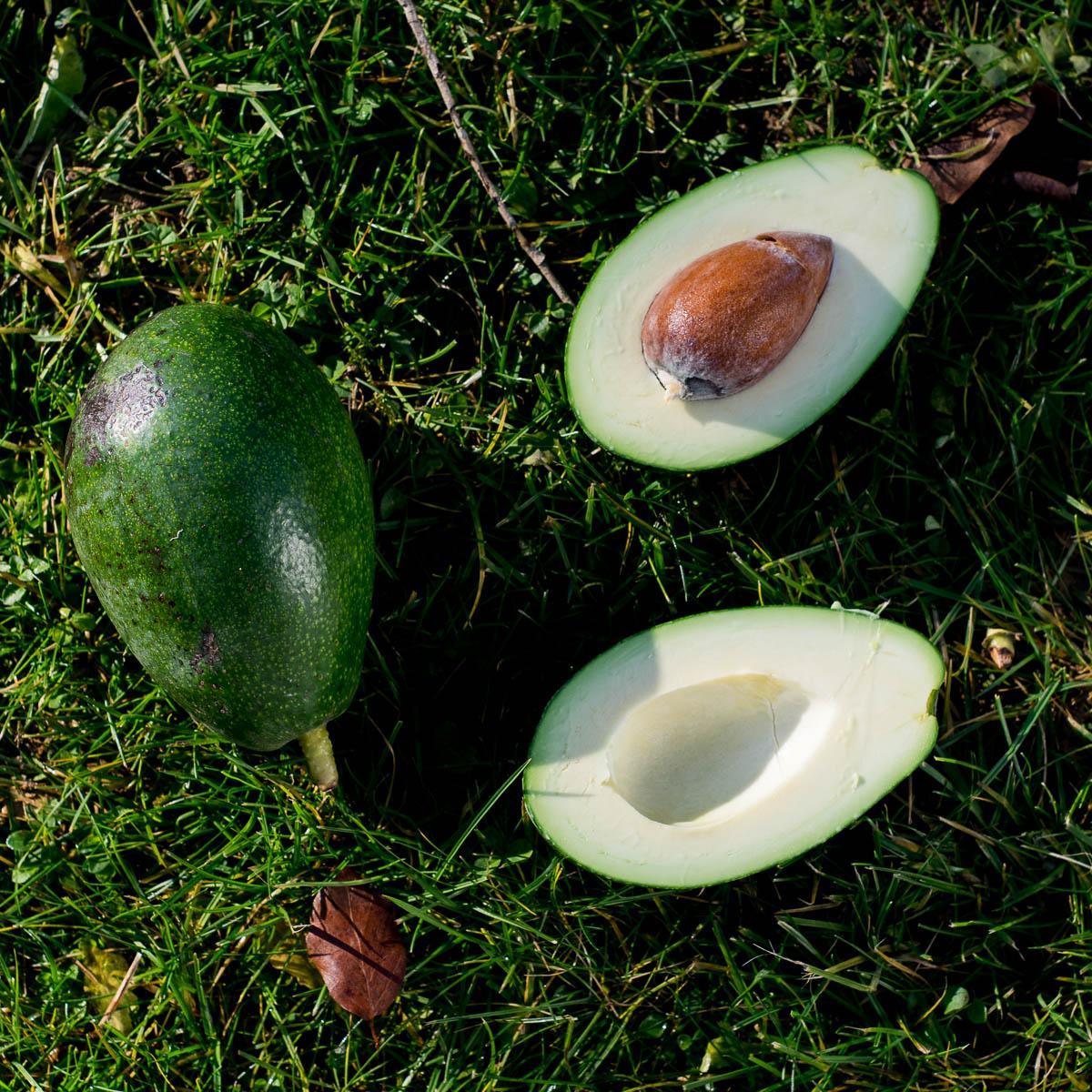 Avocado Bacon - Image 7