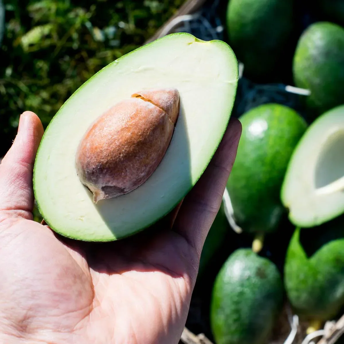 Avocado Bacon - Image 8