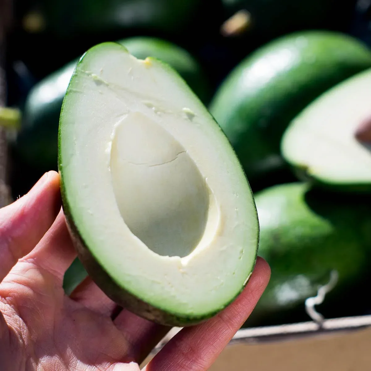 Avocado Bacon - Image 9