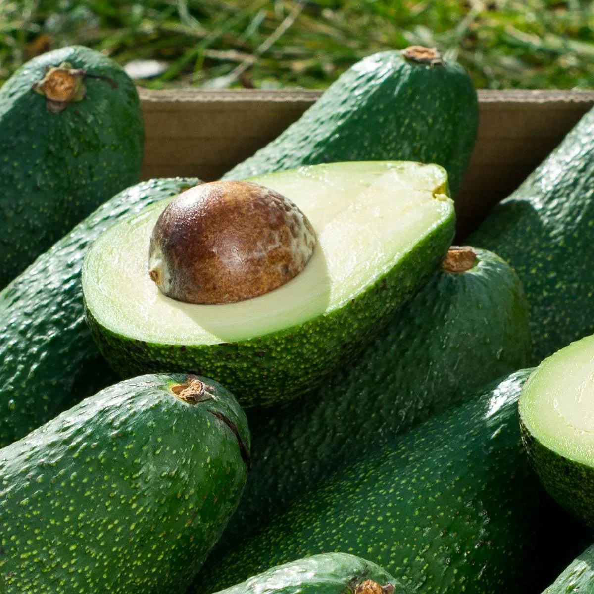 Avocado Fuerte - Image 3