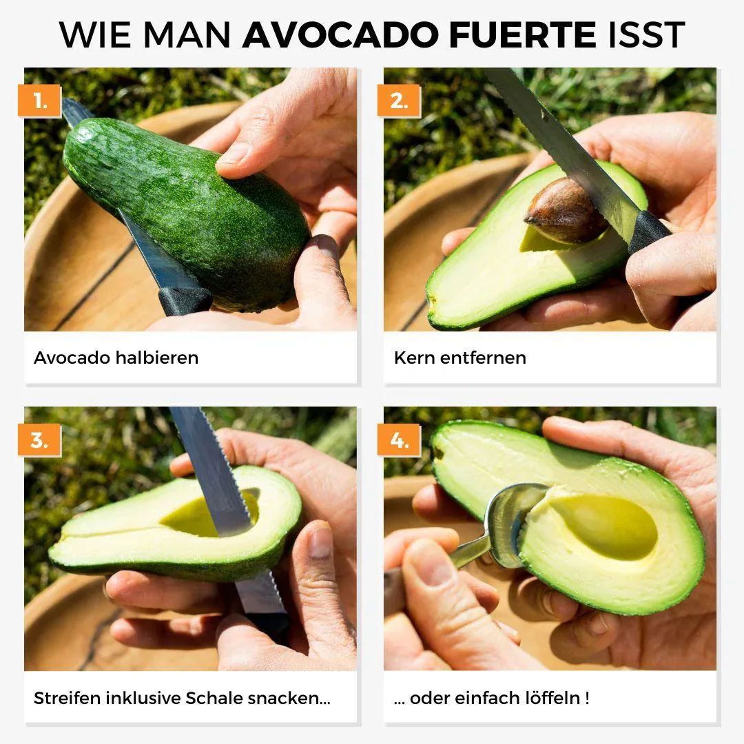Avocado Fuerte - Image 5