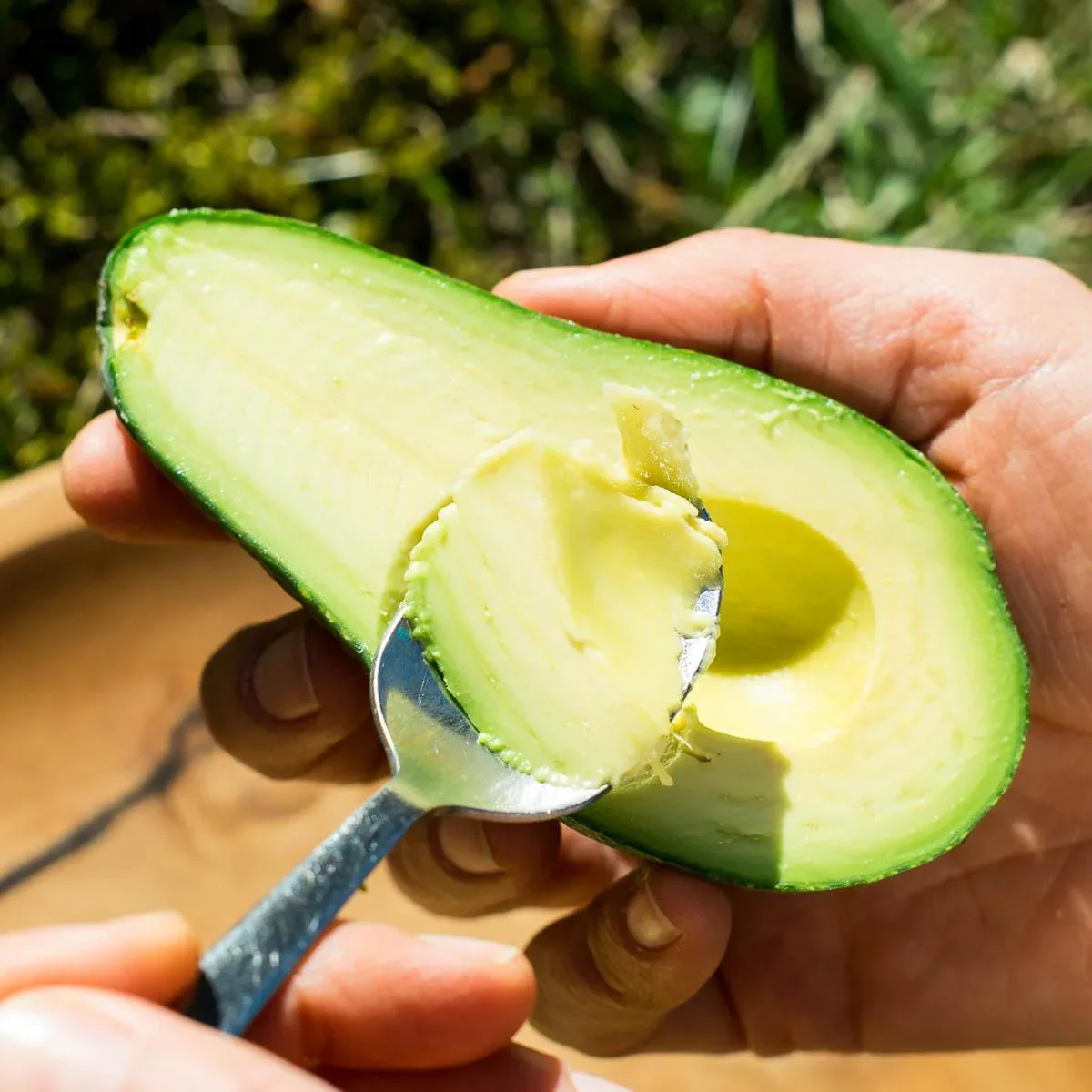 Avocado Fuerte - Image 6