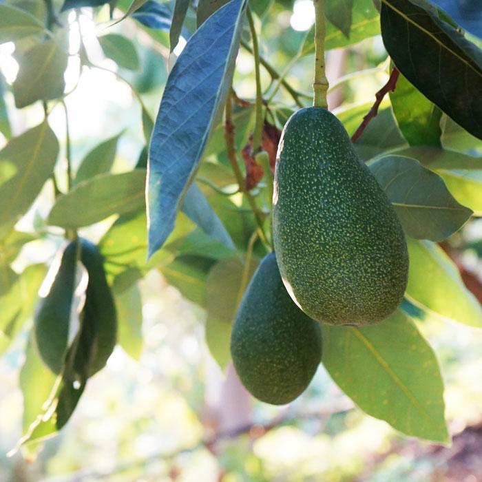 Avocado Fuerte - Image 7