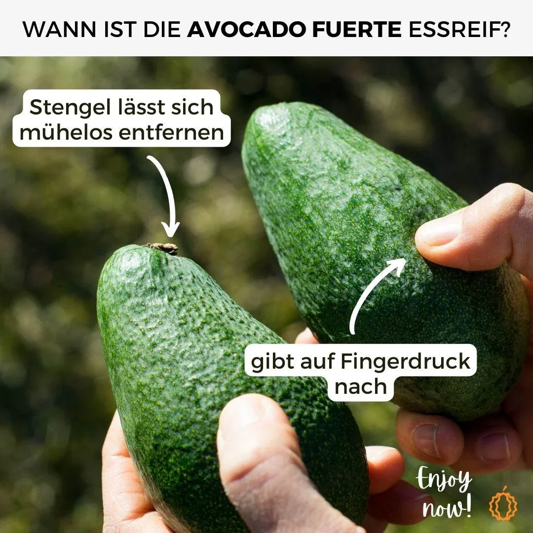 Avocado Fuerte - Image 8