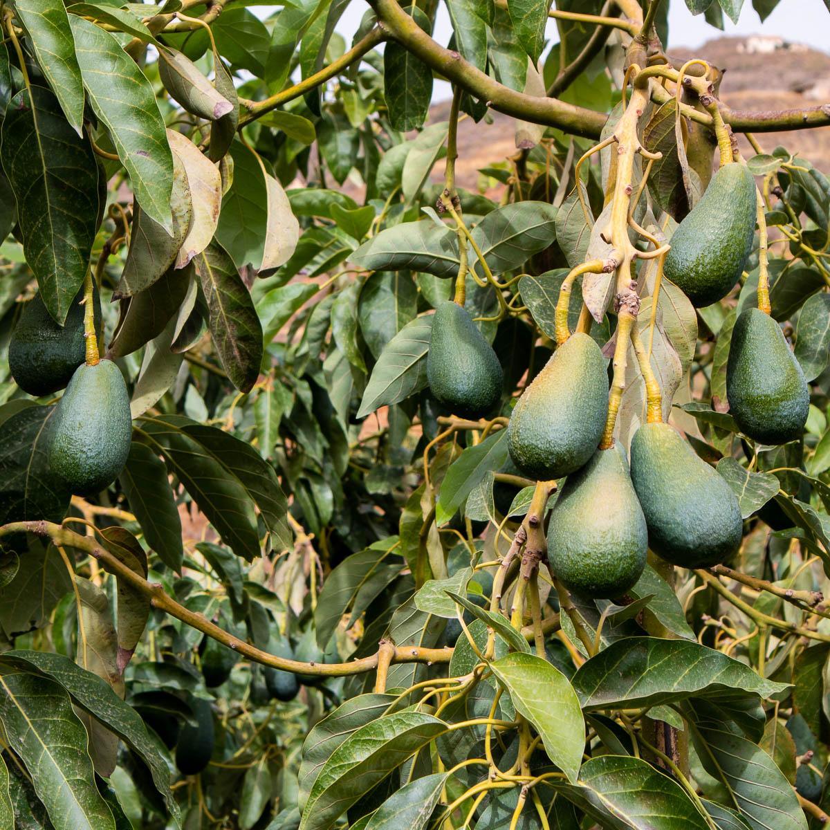 Avocado Fuerte - Image 9