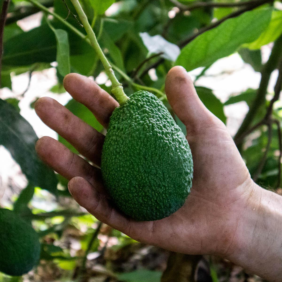 Avocado Hass - Image 10