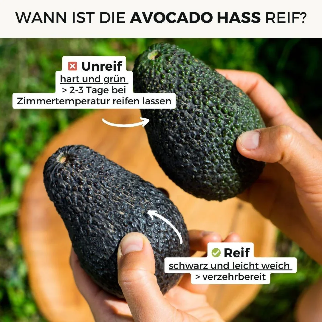Avocado Hass - Image 12