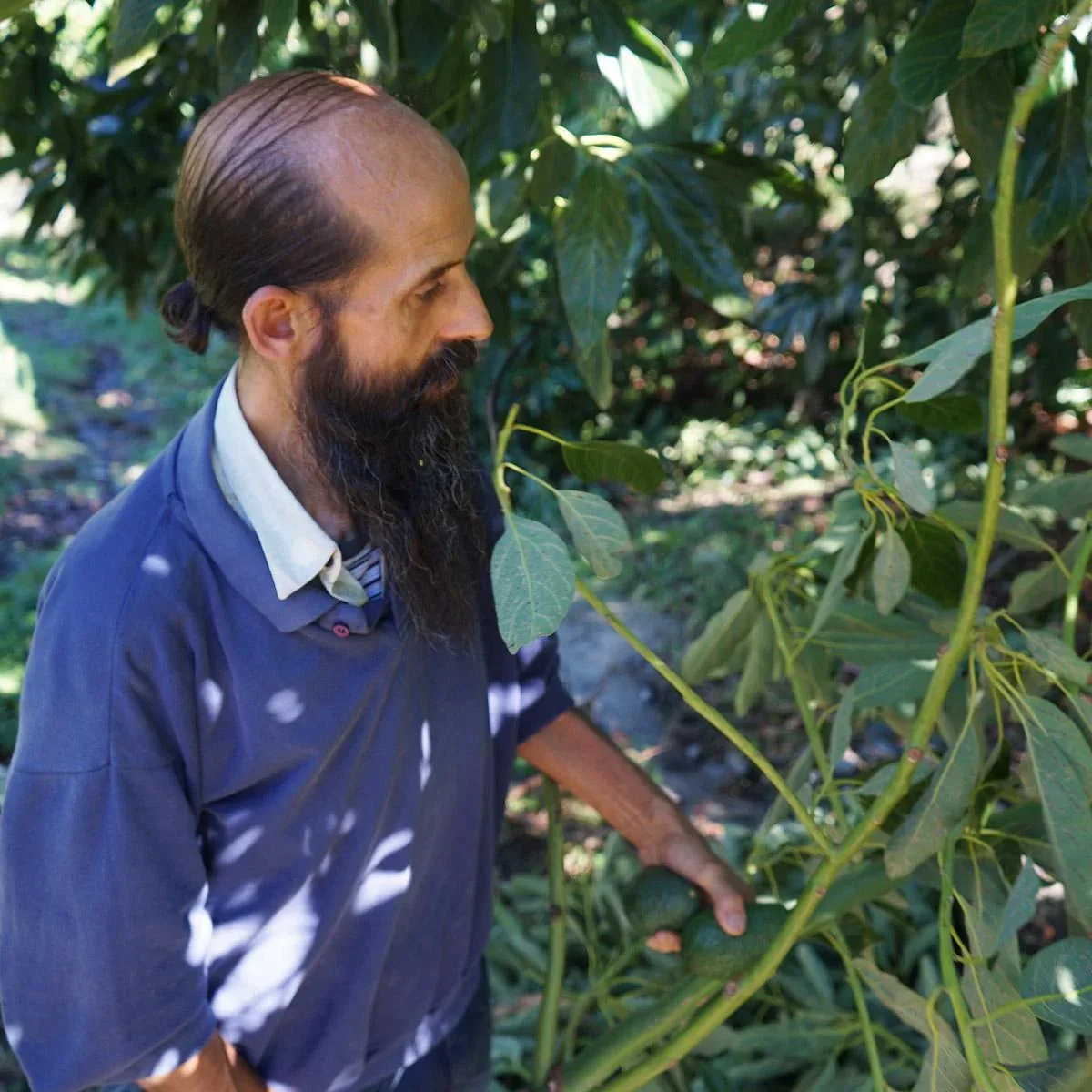 Avocado Hass - Image 3