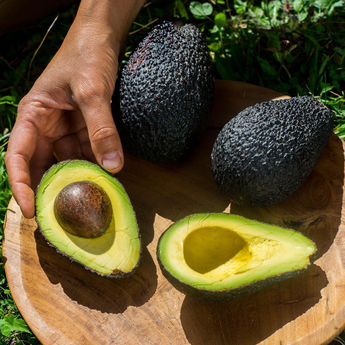 Avocado Hass - Image 6