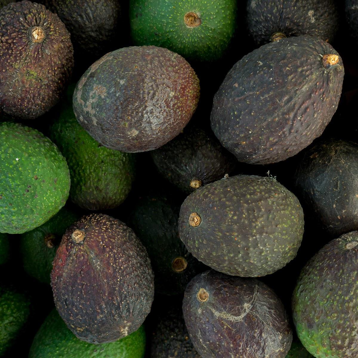 Avocado Hass - Image 7