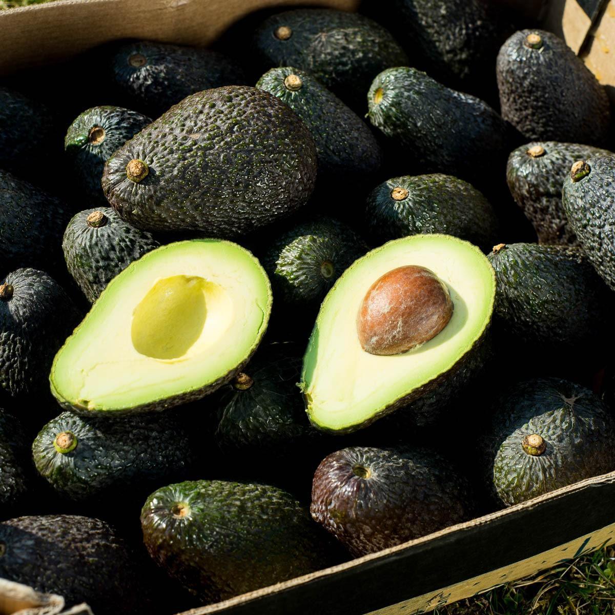 Avocado Hass - Image 8