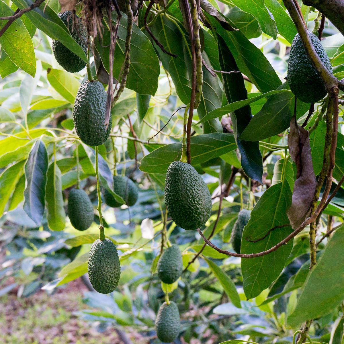 Avocado Hass - Image 9