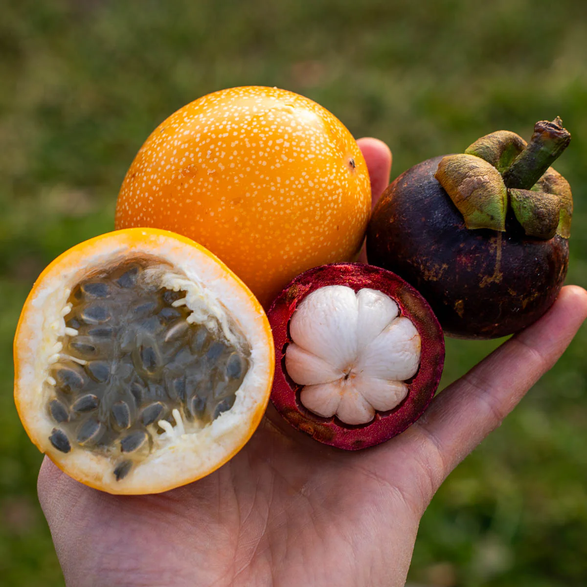 Box Mangostan süße Grenadilla - Image 3