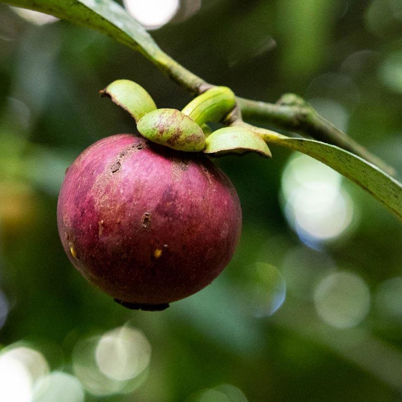 Box Mangostan süße Grenadilla - Image 7