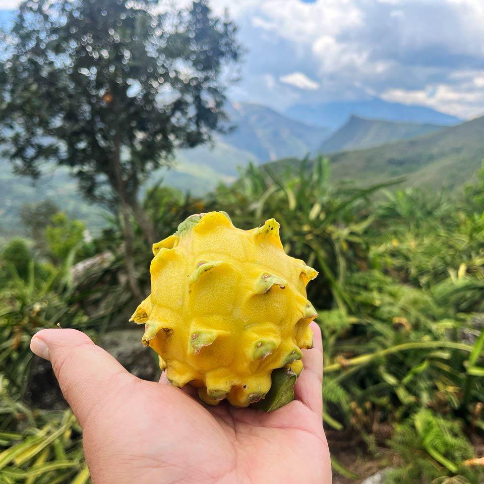 Drachenfrucht (Pitaya) gelb süß - Image 4