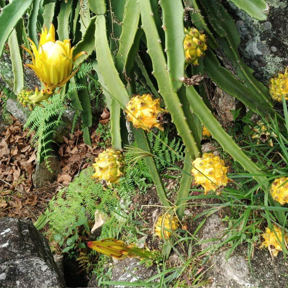 Drachenfrucht (Pitaya) Mix Box - Image 10