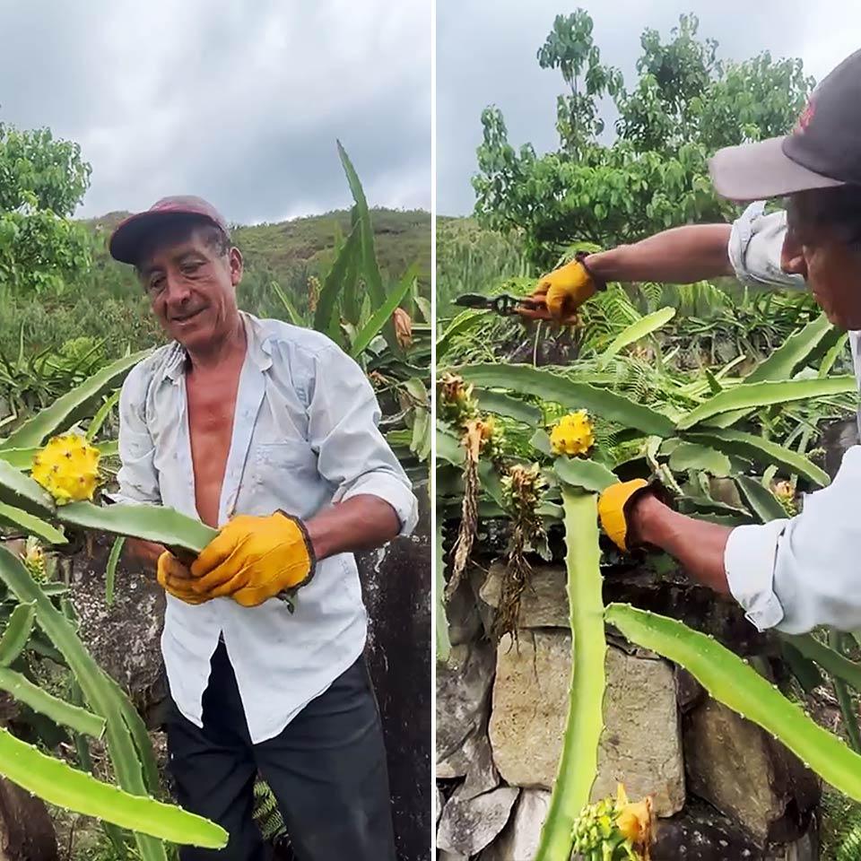 Drachenfrucht (Pitaya) gelb süß - Image 6