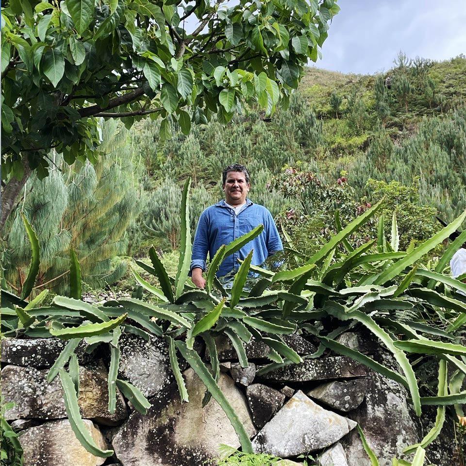 Drachenfrucht (Pitaya) gelb süß - Image 7