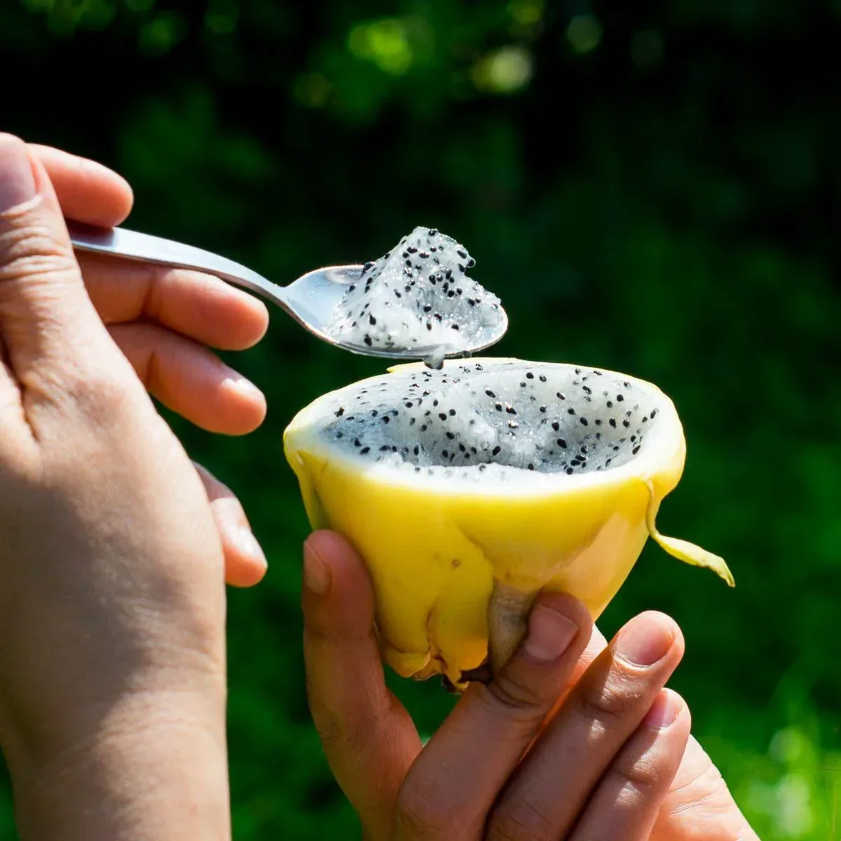 Drachenfrucht (Pitaya) gelb süß - Image 9