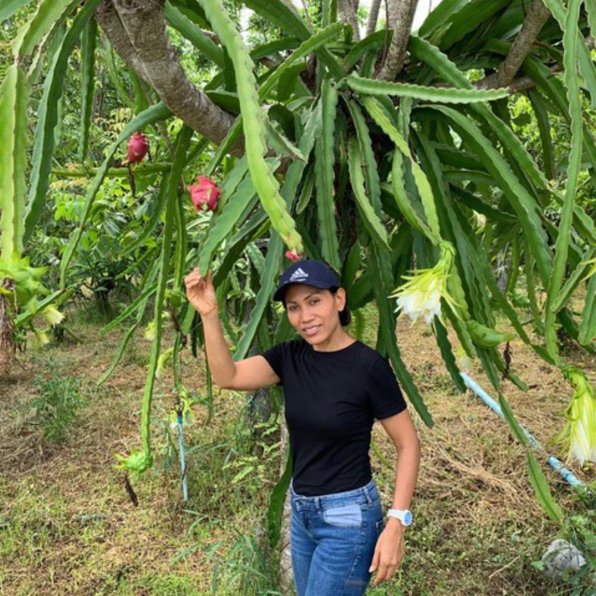 Drachenfrucht (Pitaya) rot - Image 3