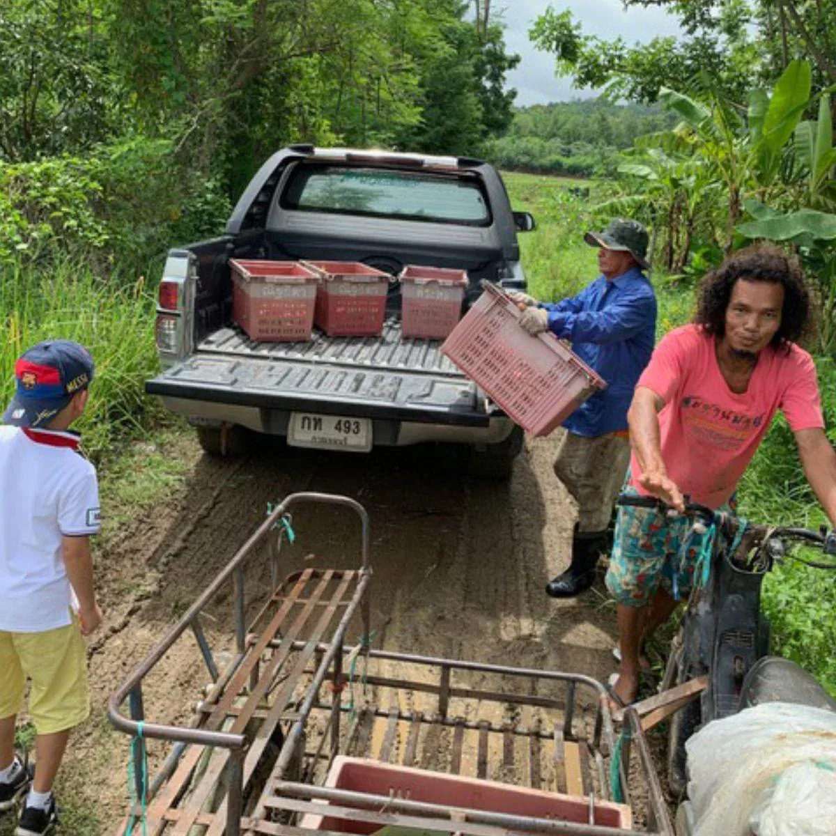 Drachenfrucht (Pitaya) rot - Image 4