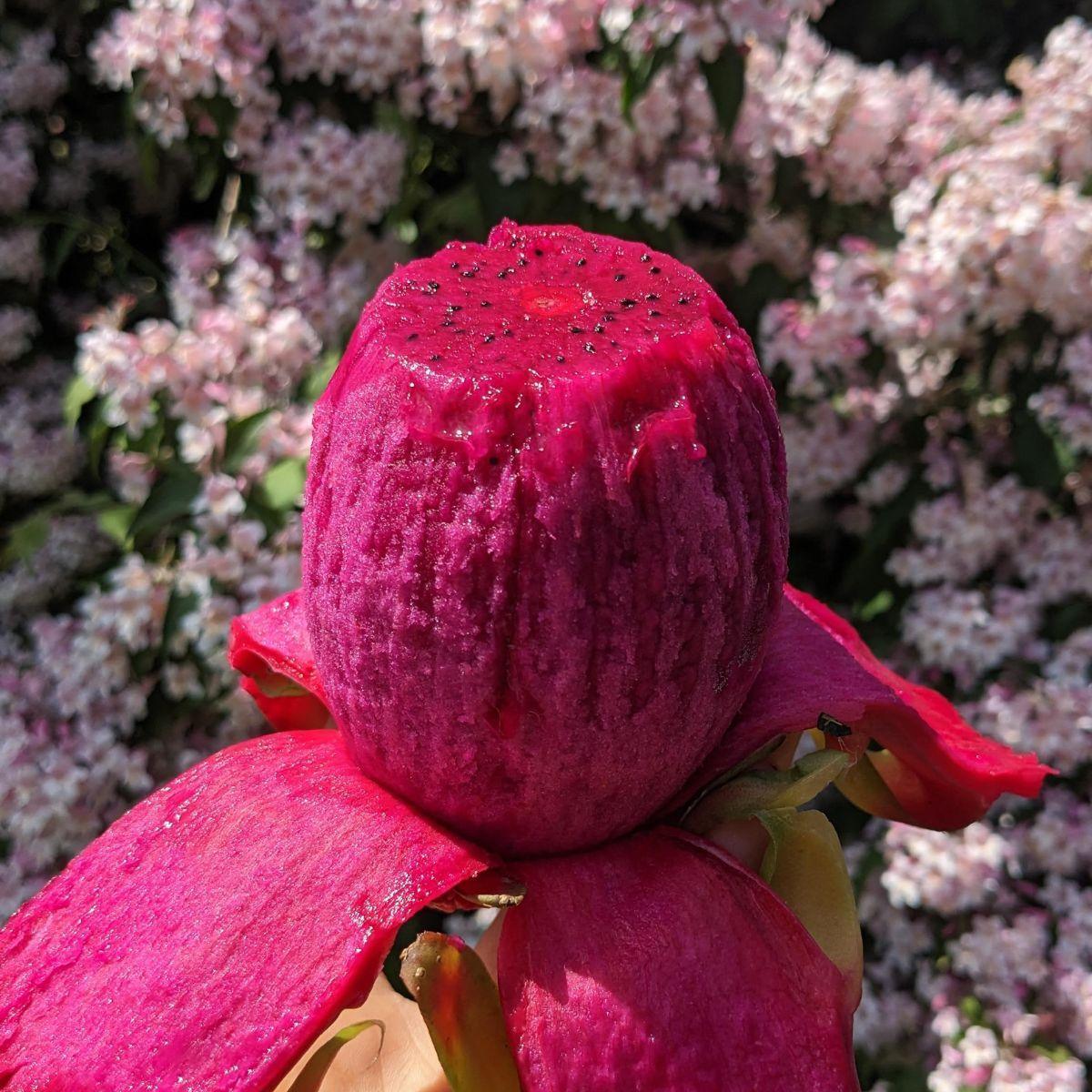 Drachenfrucht (Pitaya) rot - Image 5