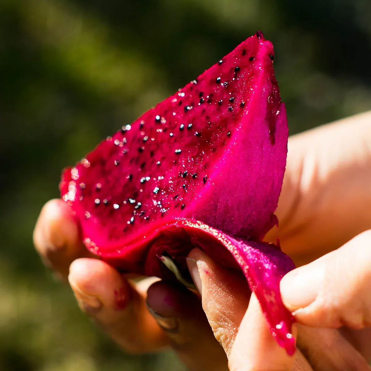 Drachenfrucht (Pitaya) rot - Image 7