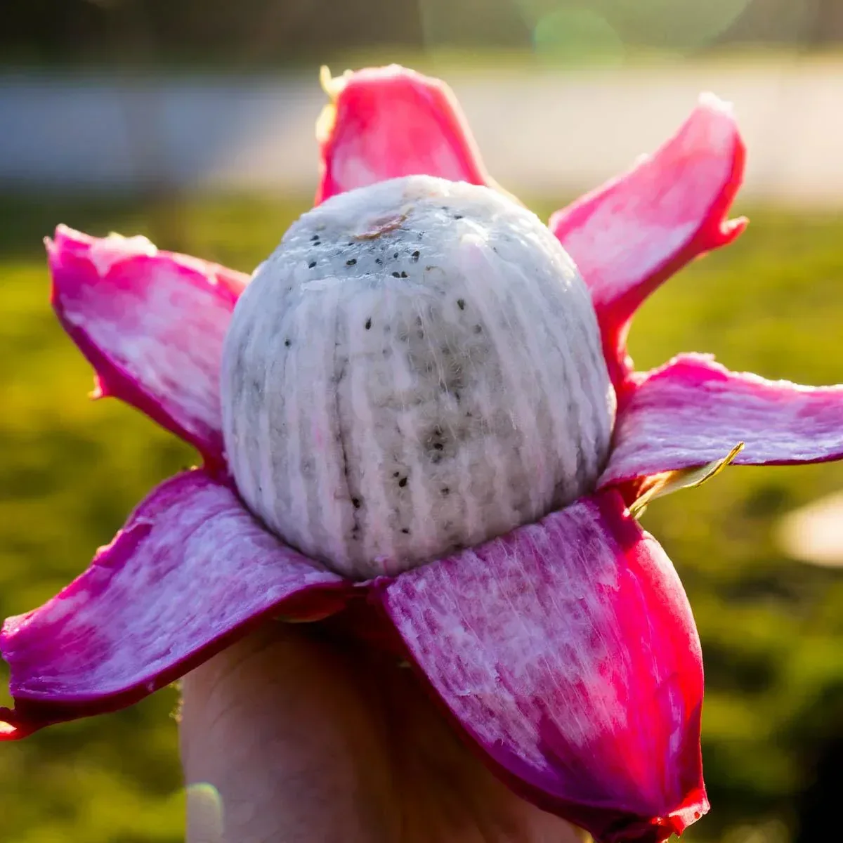 Drachenfrucht (Pitaya) Mix Box - Image 6