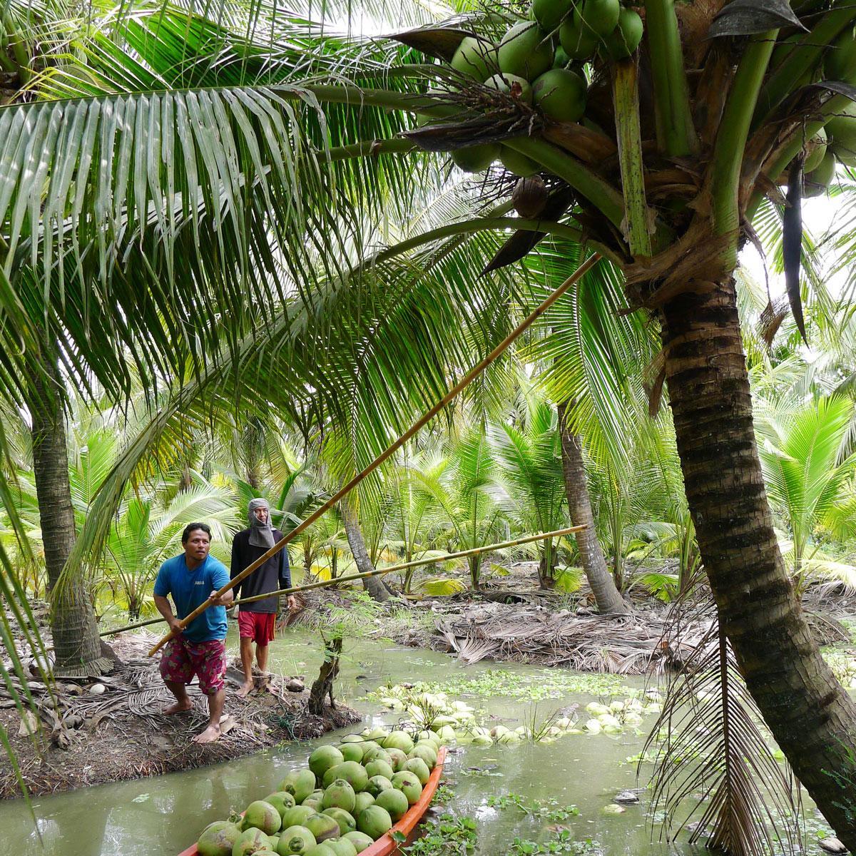 Junge Frische Trink Kokosnuss Pagode - Image 5