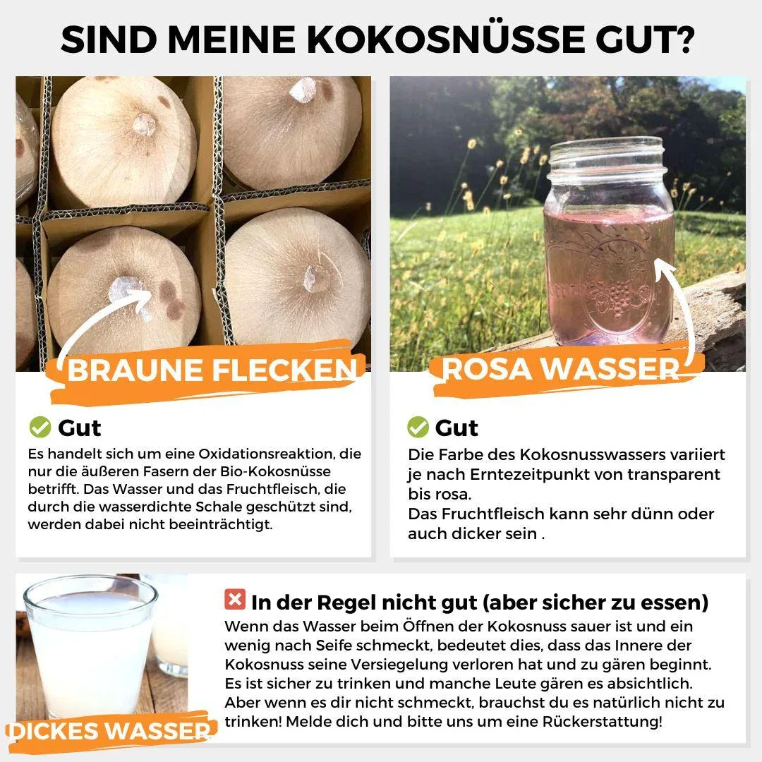 Junge Frische Trink Kokosnuss Pagode - Image 13