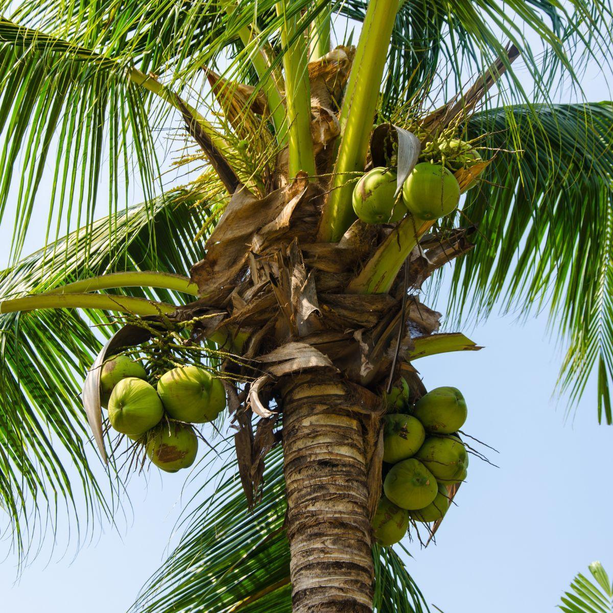 Kokosöl bio & roh Ingvi - Image 3