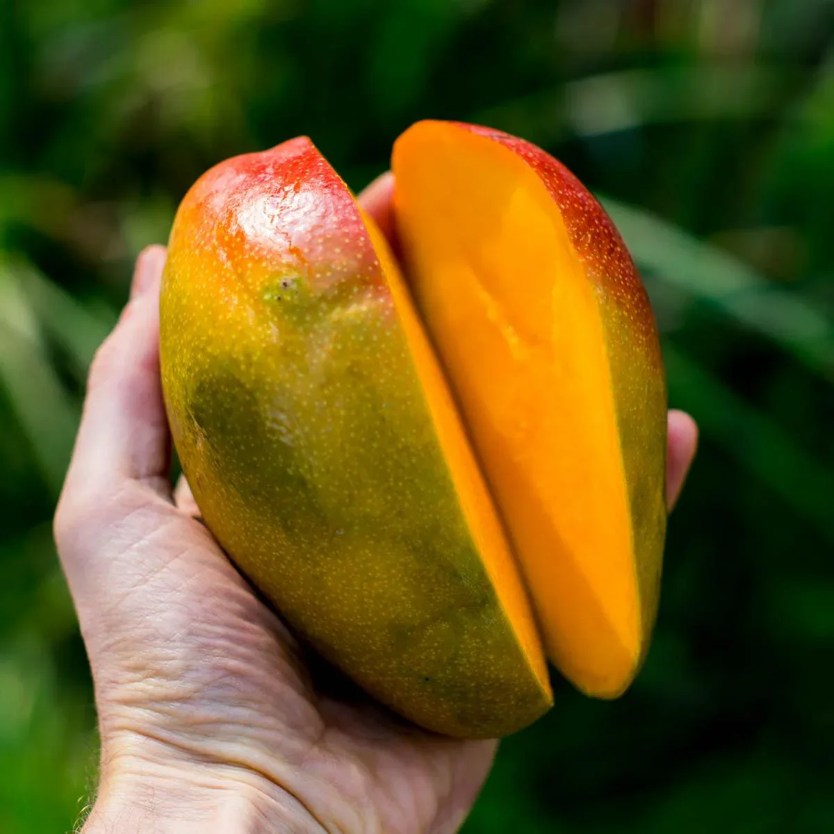 Mango Kent - Image 6