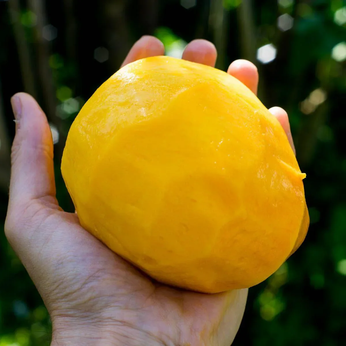 Mango Kent - Image 8