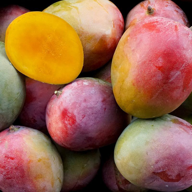 Mango Kent - Image 9