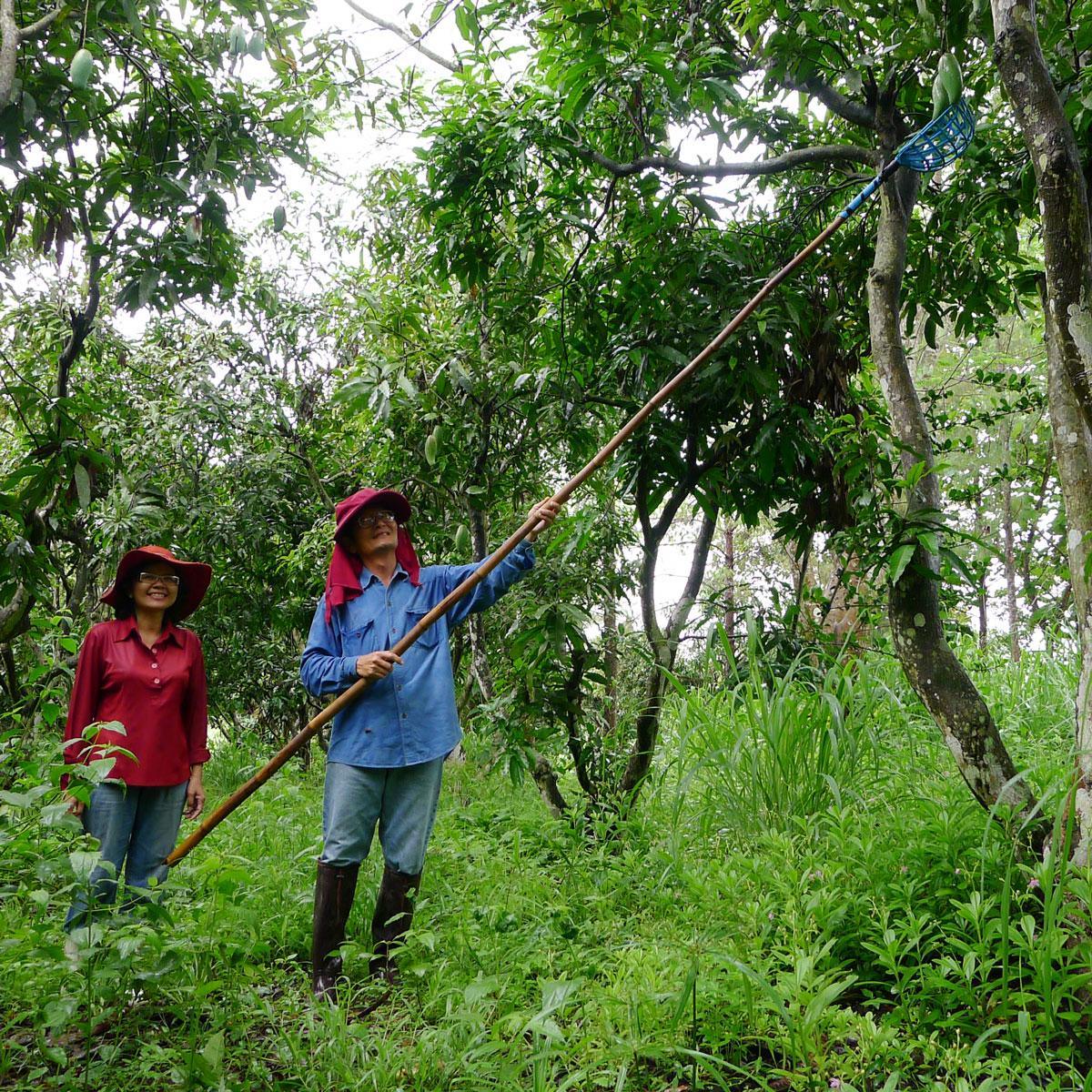 Mango Nam Dok Mai - Image 5