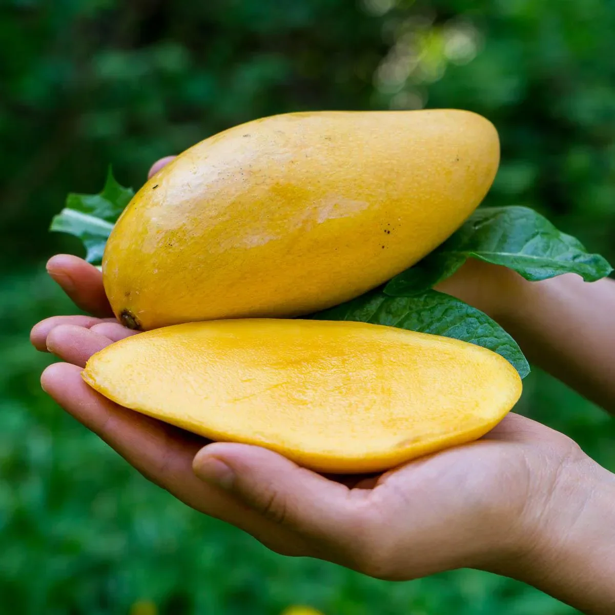 Mango Nam Dok Mai - Image 7