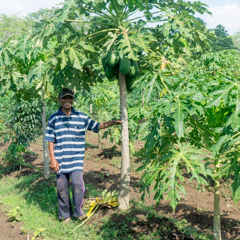 Papaya Nila - Image 3