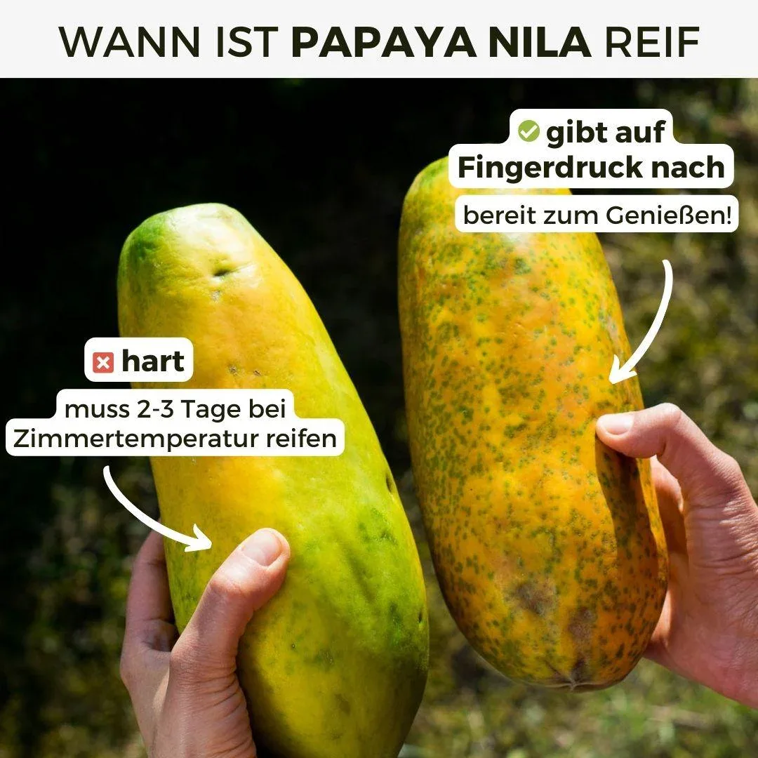 Papaya Nila - Image 5