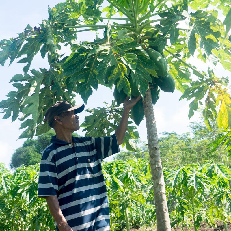 Papaya Nila - Image 6