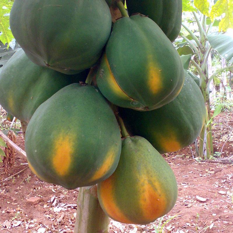 Papaya Red Lady - Image 3